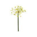 GREEN WILD ALLIUM