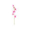 PINK BEANCURD FLOWER
