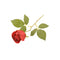 RED ROSE