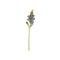 BLUE ORCHID