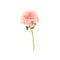 LIGHT PINK PEONY