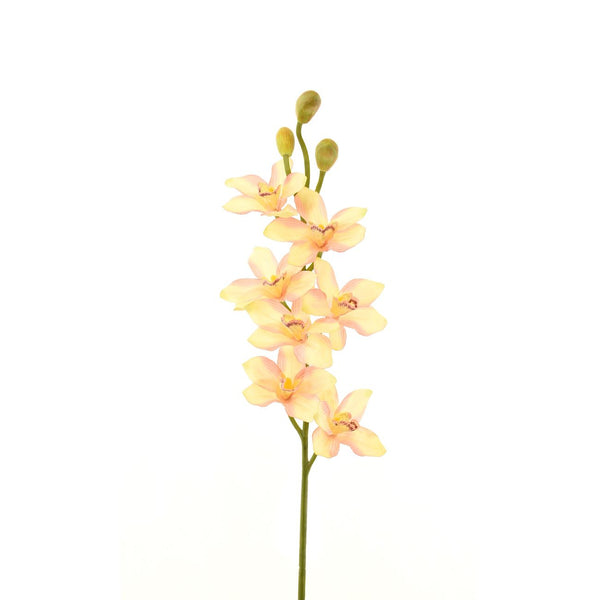 LIGHT PINK CYMBIDIUM ORCHID