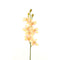 LIGHT PINK CYMBIDIUM ORCHID