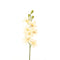 WHITE CYMBIDIUM ORCHID