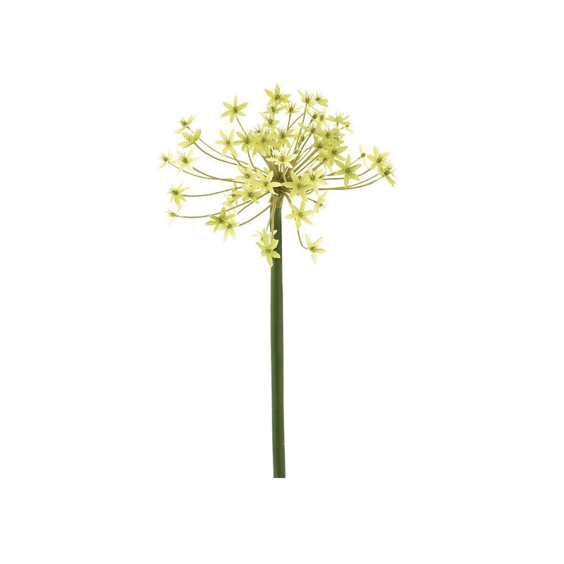 GREEN WILD ALLIUM