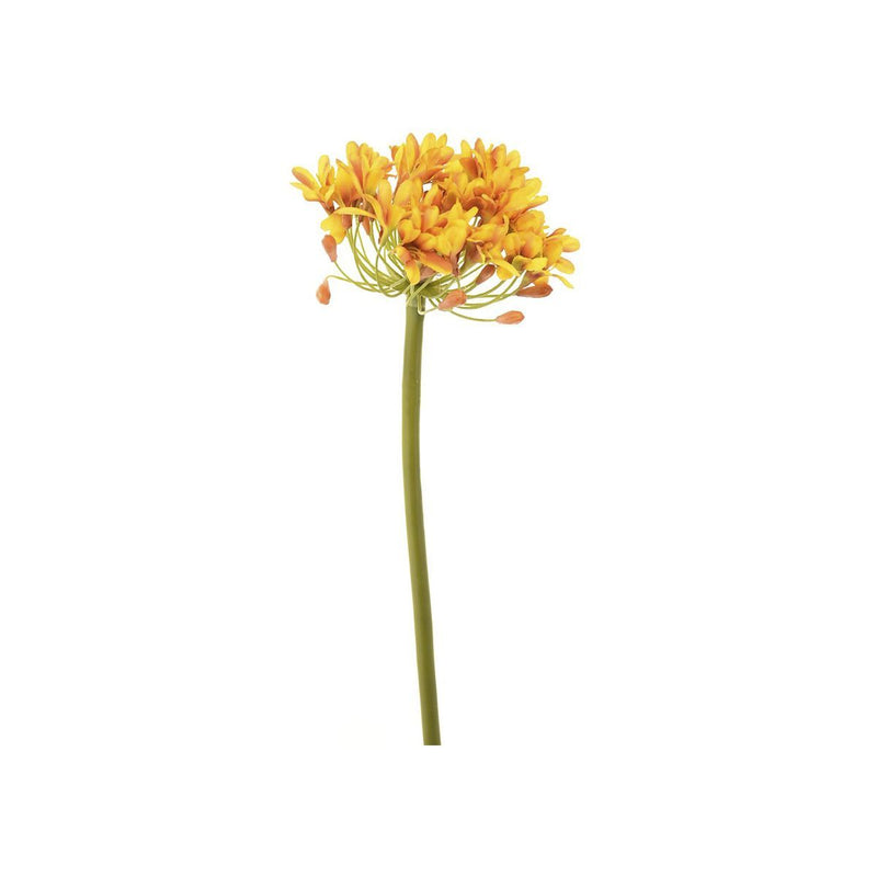 YELLOW AFRICAN AGAPANTHUS